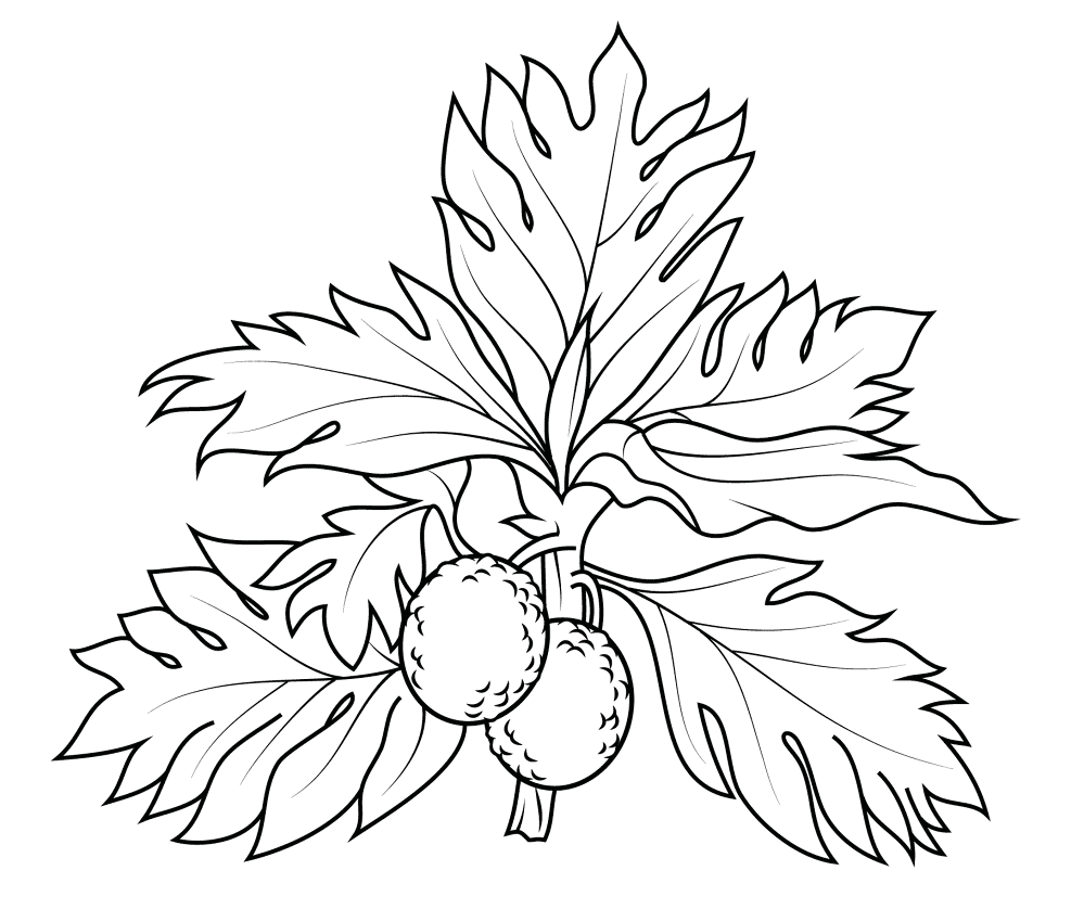 Breadfruit 4 Coloring Page Md Coloring Page — Free Printable — free printable coloring page