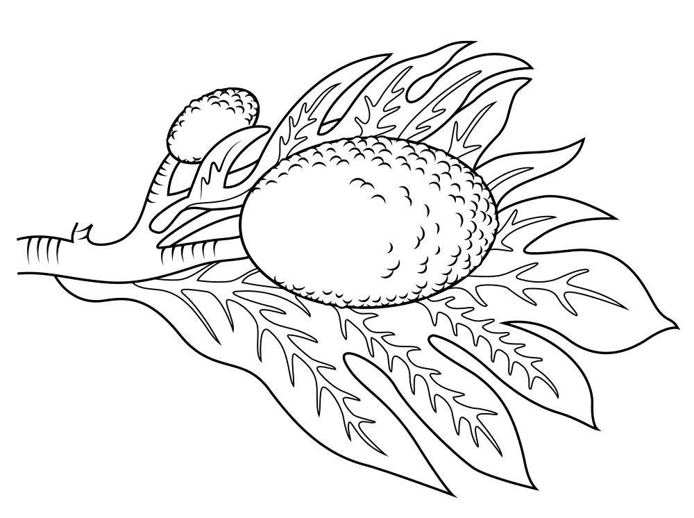 Breadfruit Branch Coloring Page Md Coloring Page — Free Printable — free printable coloring page