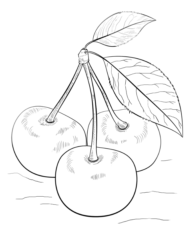 Cherries Coloring Page Md Coloring Page — Free Printable — free printable coloring page