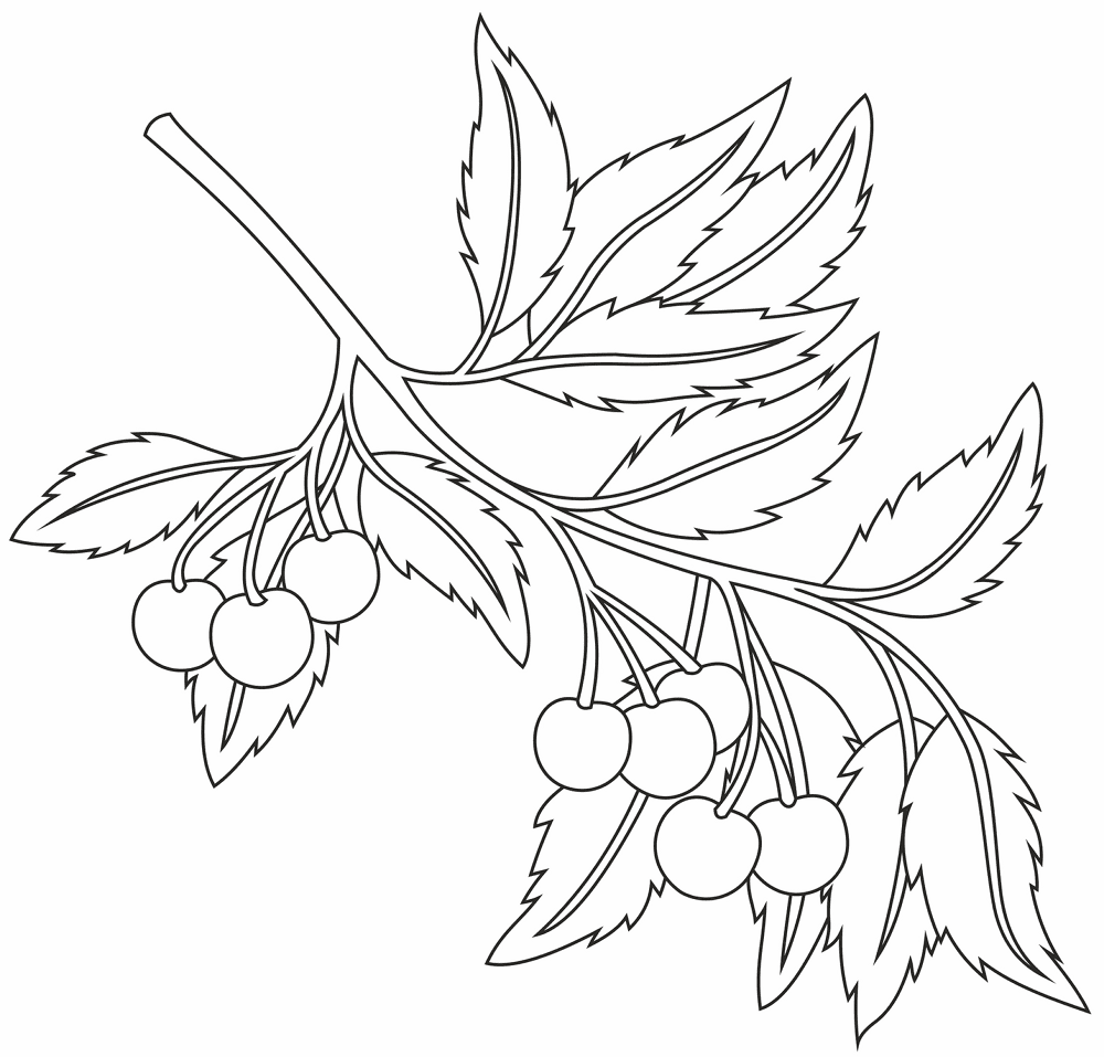 Cherry Coloring Page Md Coloring Page — Free Printable — free printable coloring page