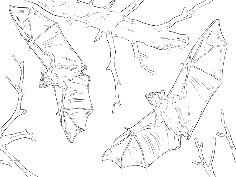 Common Fruit Bats Coloring Page Md Coloring Page — Free Printable — free printable coloring page