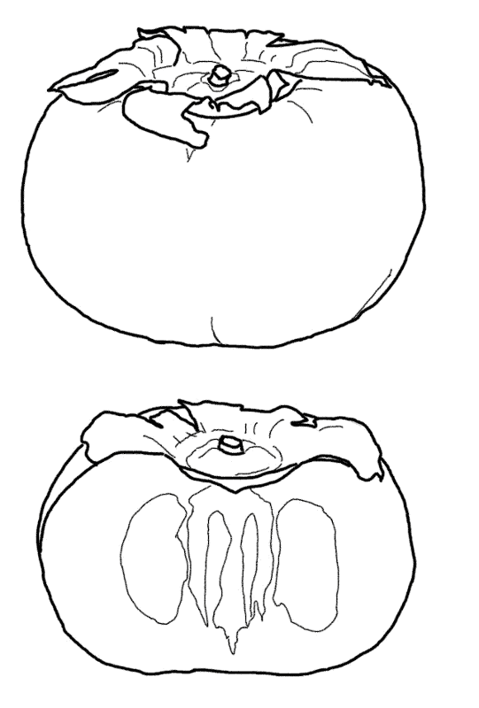 Cutted Persimmon Coloring Page Md Coloring Page — Free Printable — free printable coloring page