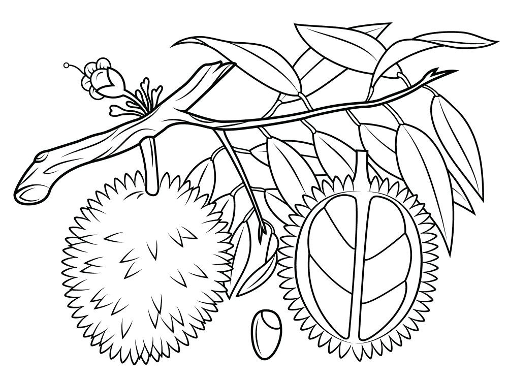 Durian Branch Coloring Page Md Coloring Page — Free Printable — free printable coloring page