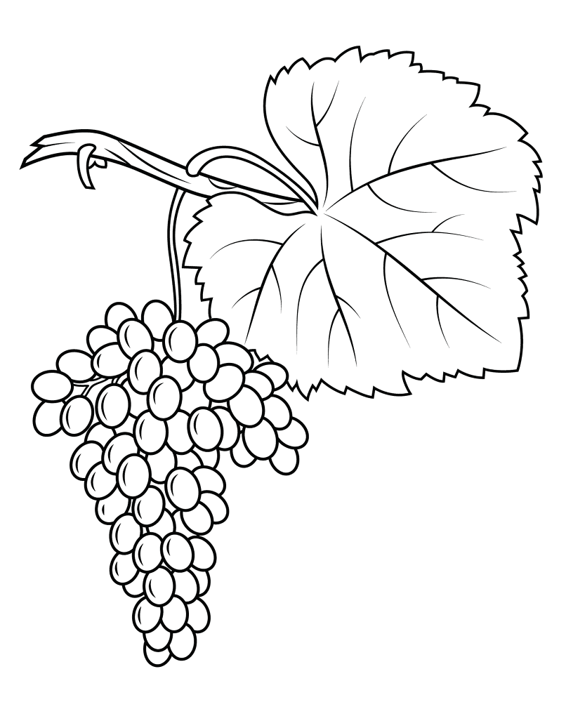 Fiano Grapes Coloring Page Md Coloring Page — Free Printable — free printable coloring page