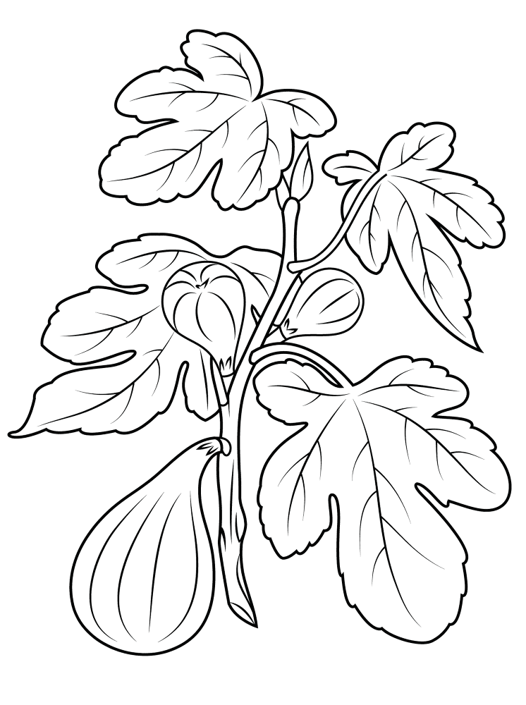 Fig 2 Coloring Page Md Coloring Page — Free Printable — free printable coloring page
