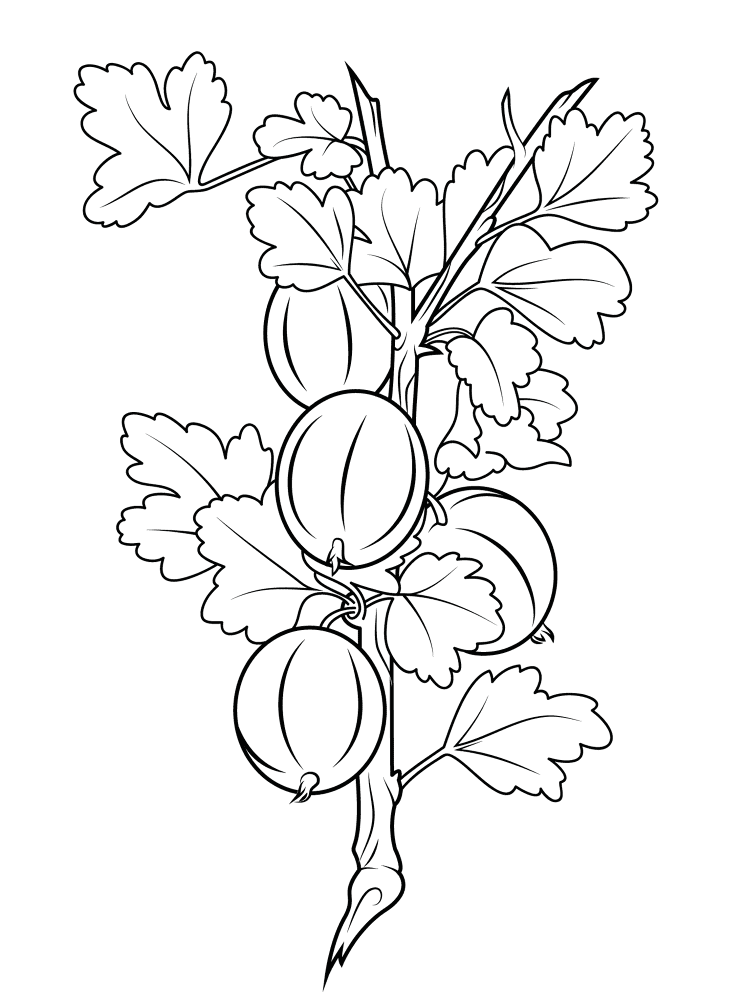 Gooseberry 2 Coloring Page Md Coloring Page — Free Printable — free printable coloring page
