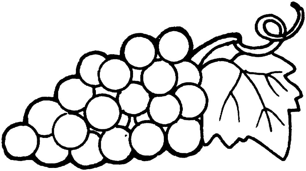 Grape 15 Coloring Page Md Coloring Page — Free Printable — free printable coloring page