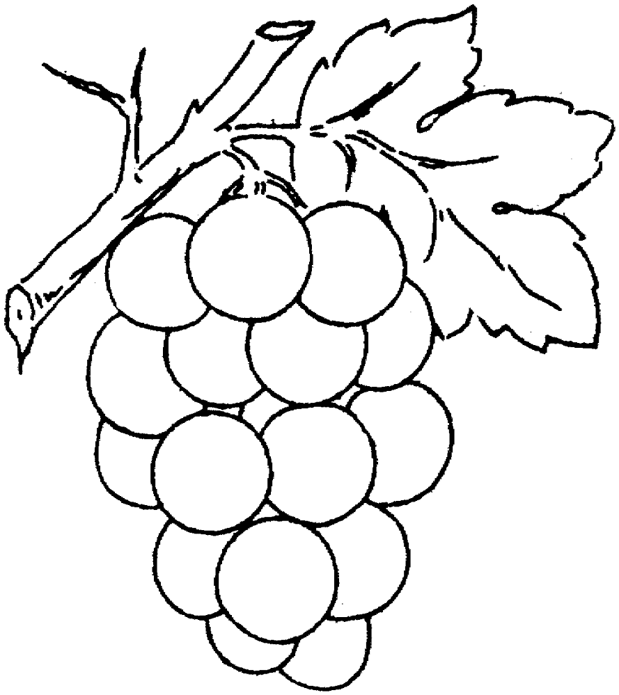 Grape 2 Coloring Page Md Coloring Page — Free Printable — free printable coloring page