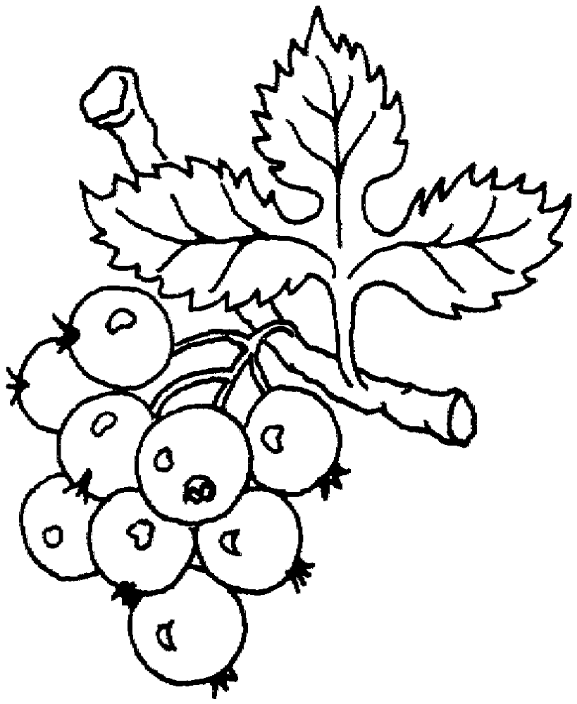 Grape 6 Coloring Page Md Coloring Page — Free Printable — free printable coloring page