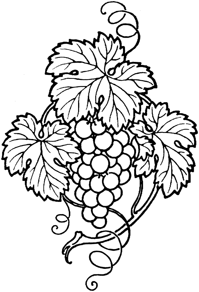 Grape 9 Coloring Page Md Coloring Page — Free Printable — free printable coloring page