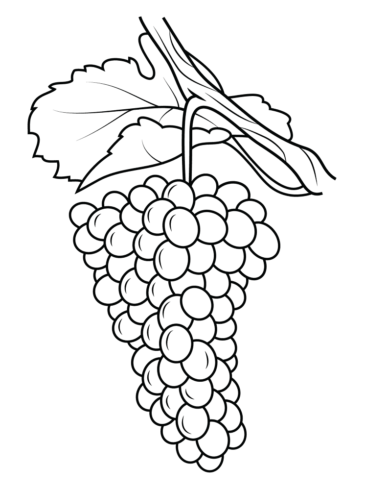 Grapes 1 Coloring Page Md Coloring Page — Free Printable — free printable coloring page