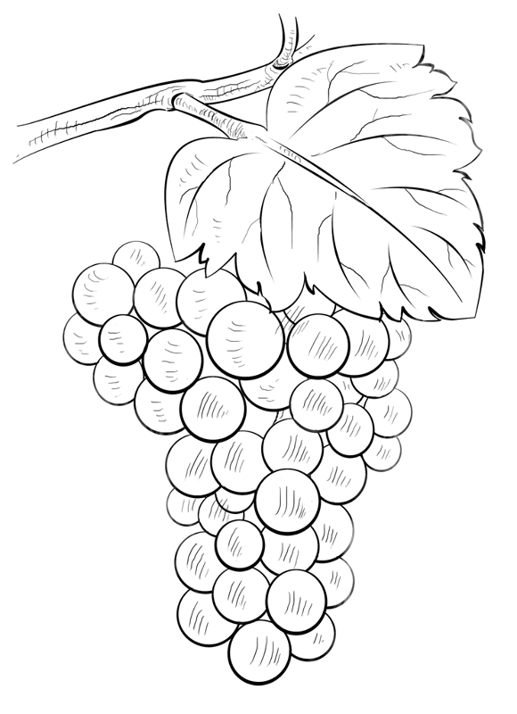 Grapes Coloring Page Md Coloring Page — Free Printable — free printable coloring page