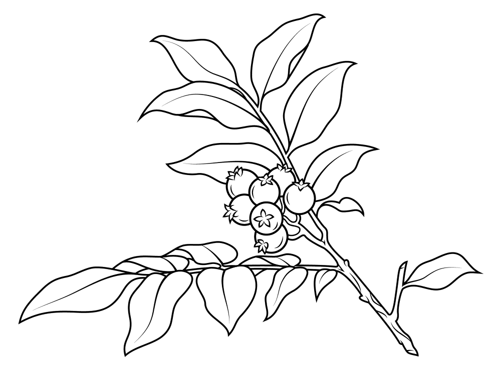 Huckleberry 1 Coloring Page Md Coloring Page — Free Printable — free printable coloring page