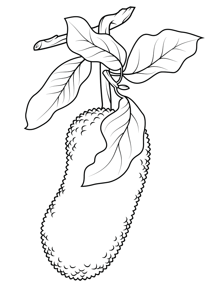 Jackfruit 1 Coloring Page Md Coloring Page — Free Printable — free printable coloring page