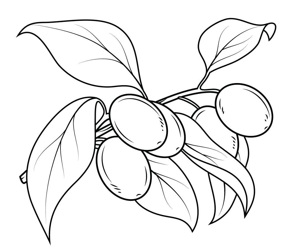 Kumquat Coloring Page Md Coloring Page — Free Printable — free printable coloring page