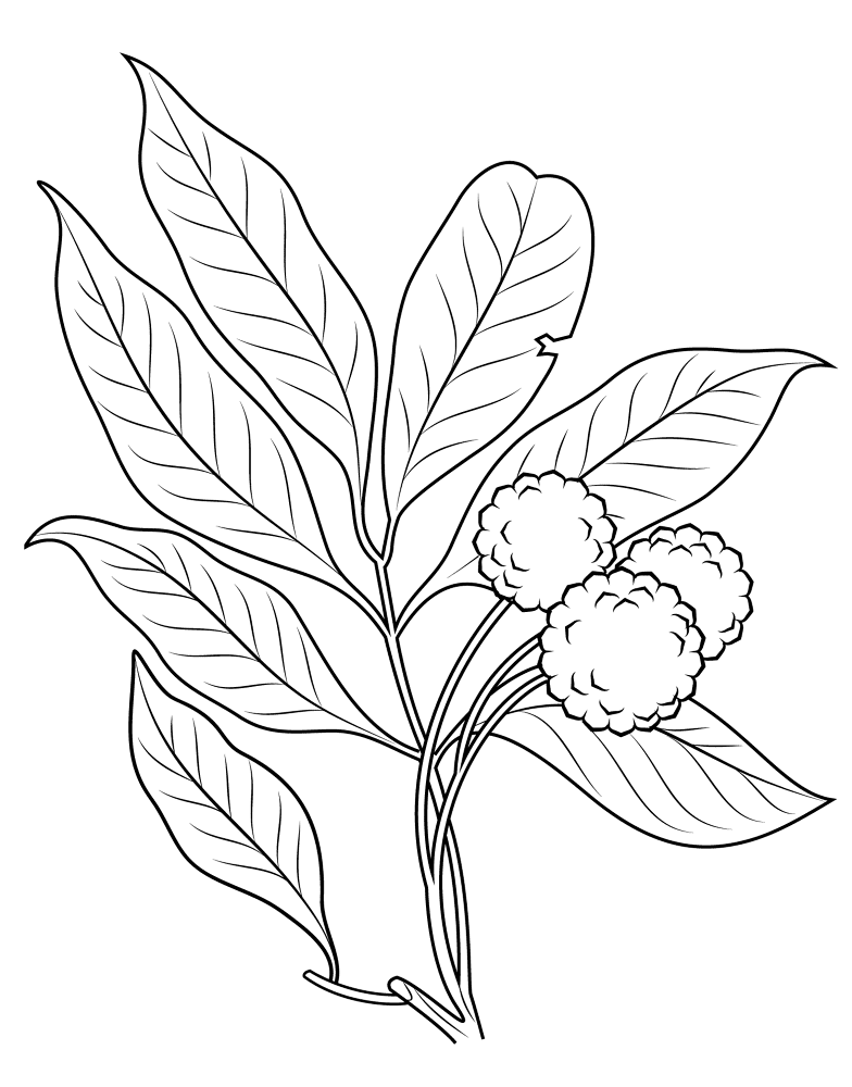 Lechee 3 Coloring Page Md Coloring Page — Free Printable — free printable coloring page