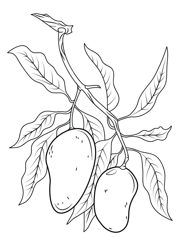 Mango Branch Coloring Page Md Coloring Page — Free Printable — free printable coloring page