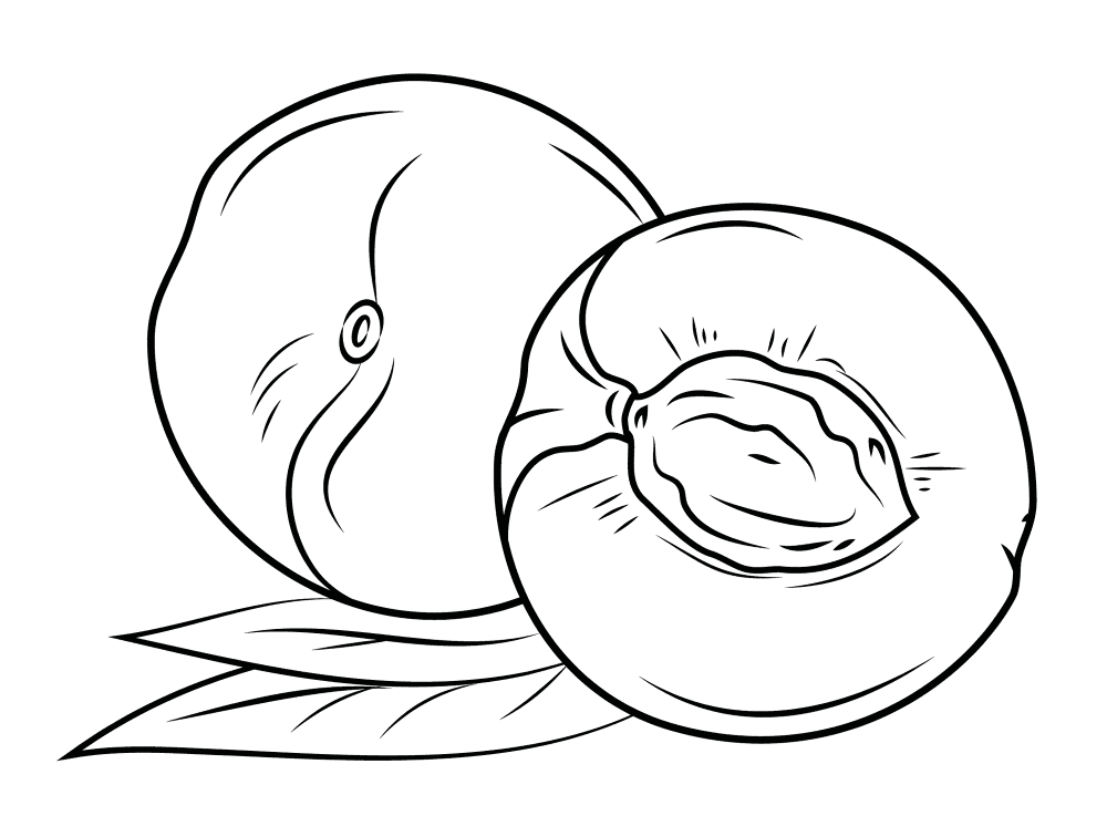 Nectarine 2 Coloring Page Md Coloring Page — Free Printable — free printable coloring page