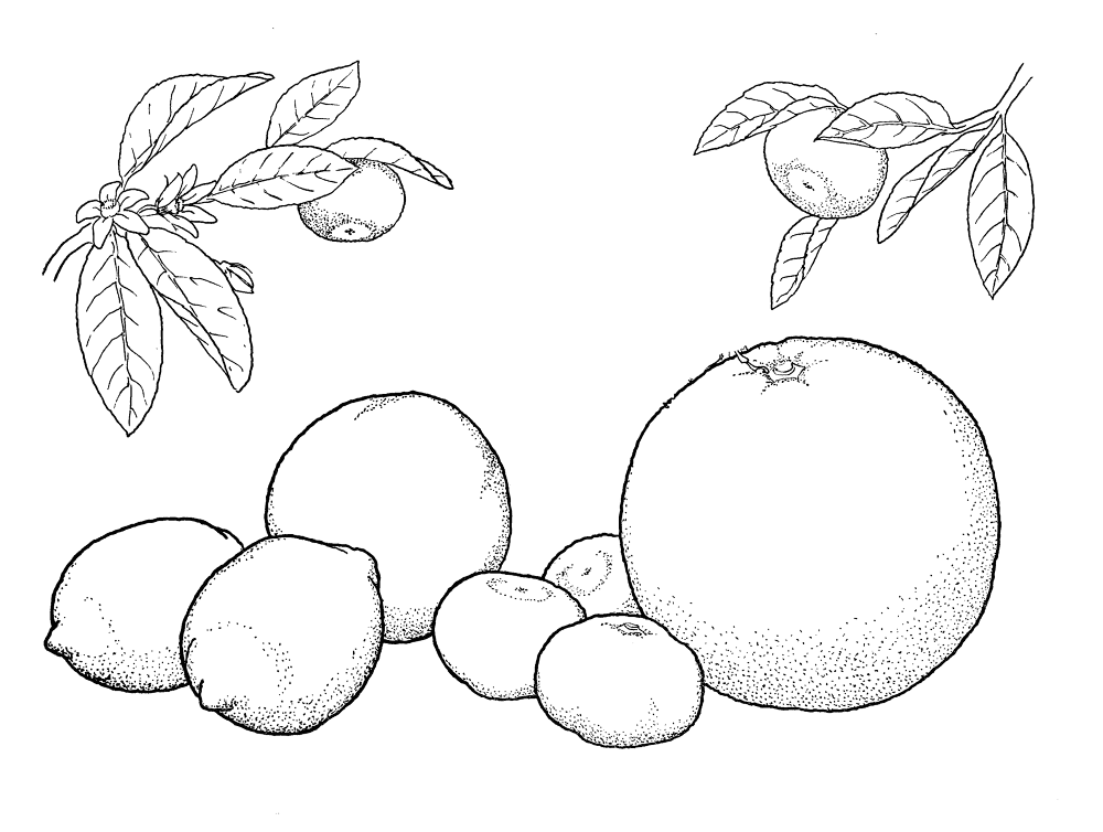 Oranges And Lemons Coloring Page Md Coloring Page — Free Printable — free printable coloring page
