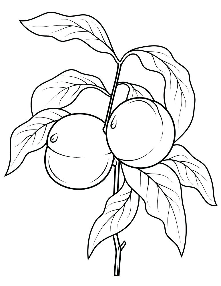 Peach Tree Branch Coloring Page Md Coloring Page — Free Printable — free printable coloring page