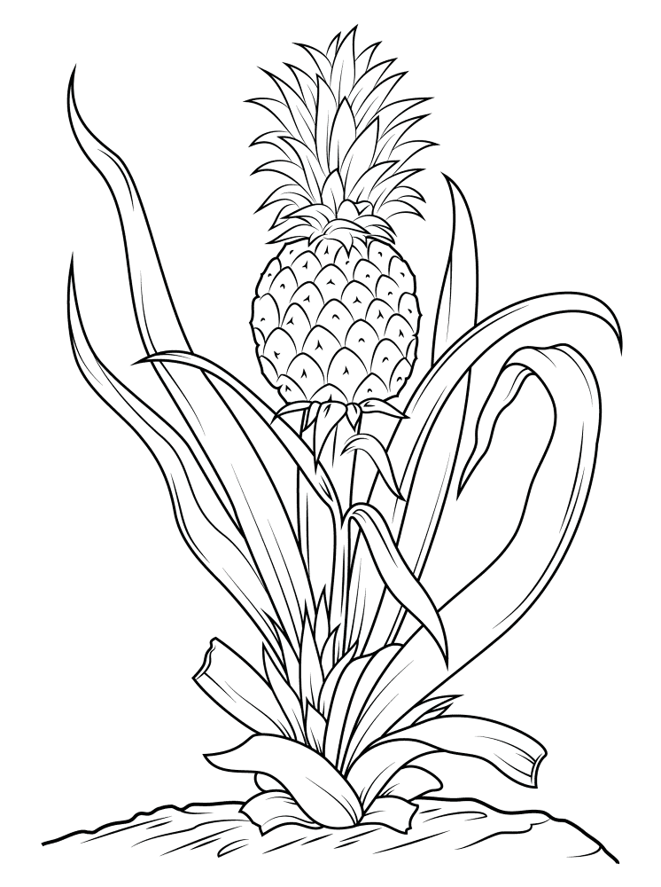 Pineapple Tree Coloring Page Md Coloring Page — Free Printable — free printable coloring page