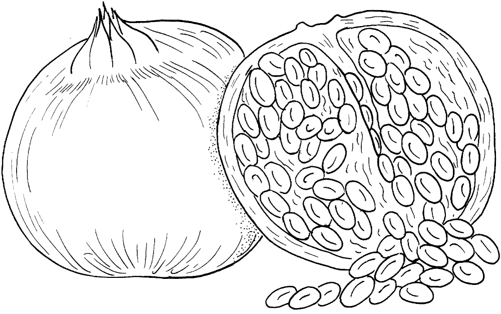 Pomegranate 2 Coloring Page Md Coloring Page — Free Printable — free printable coloring page