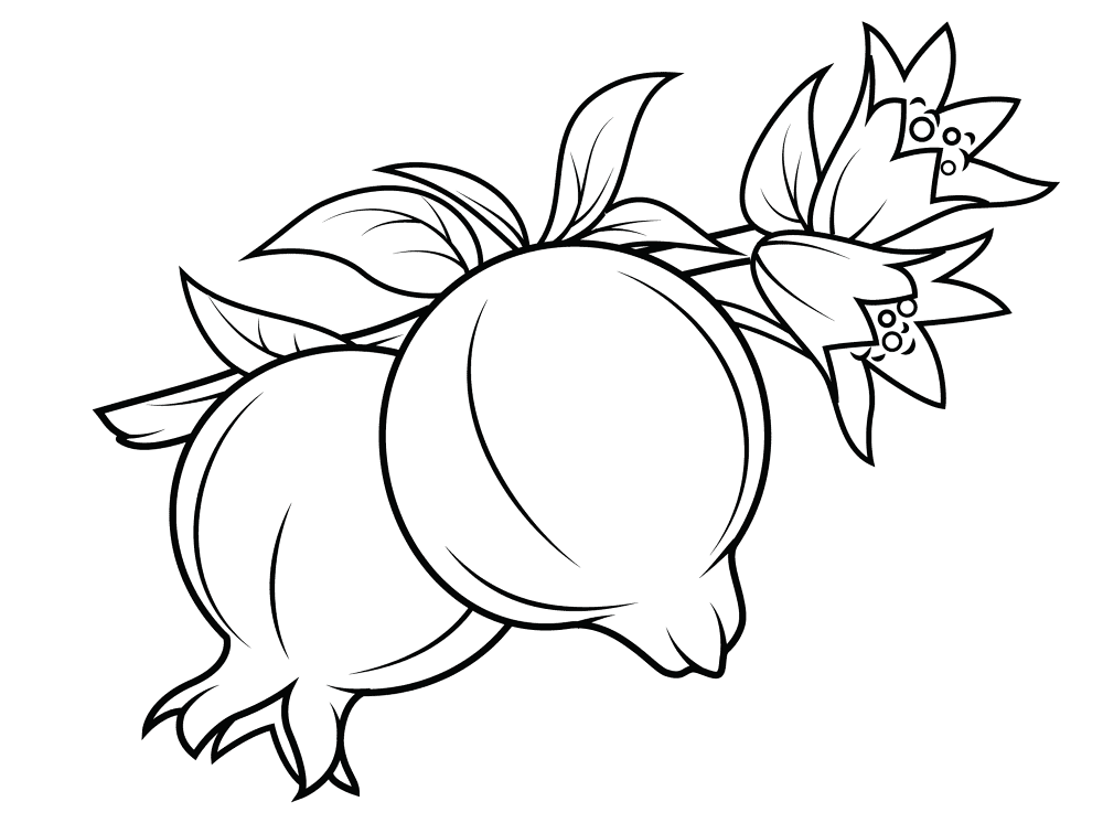 Pomegranate 5 Coloring Page Md Coloring Page — Free Printable — free printable coloring page
