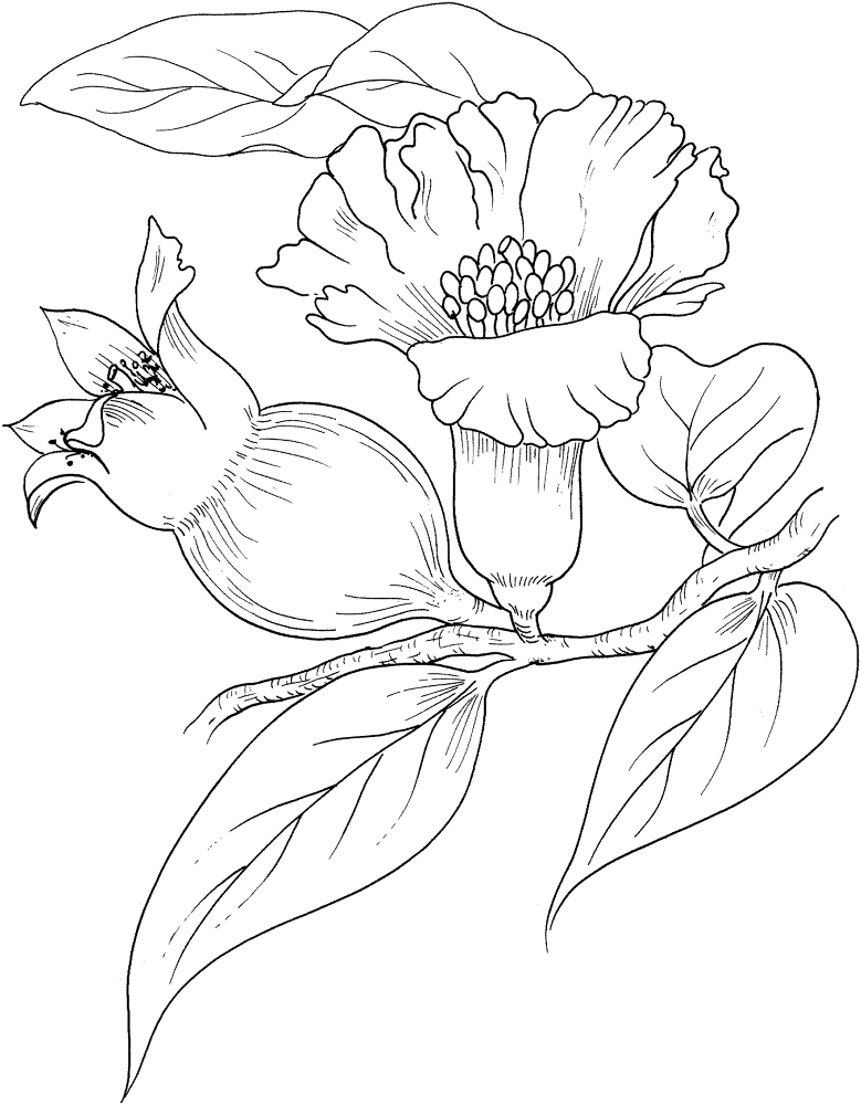 Pomegranate Blossom Coloring Page Md Coloring Page — Free Printable — free printable coloring page
