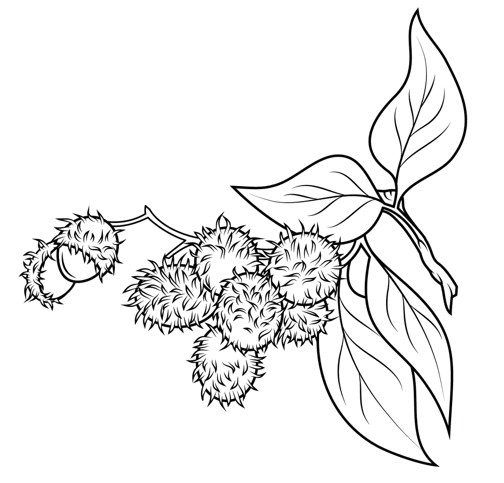 Rambutan 1 Coloring Page Md Coloring Page — Free Printable — free printable coloring page