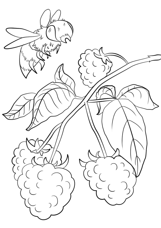 Raspberry Branch Coloring Page Md Coloring Page — Free Printable — free printable coloring page