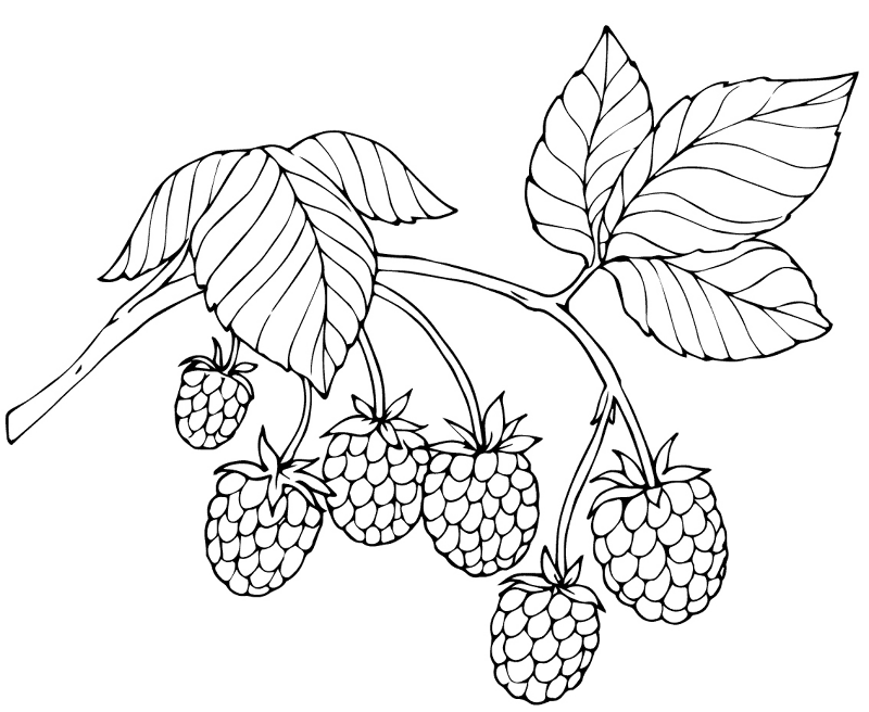 Red Raspberry Coloring Page Md Coloring Page — Free Printable — free printable coloring page