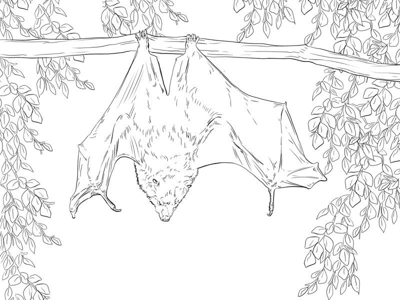Rodrigues Fruit Bat Coloring Page Md Coloring Page — Free Printable — free printable coloring page