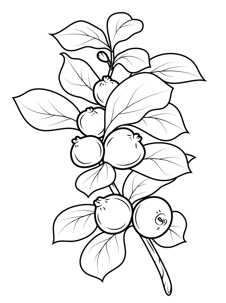Strawberry Guava Coloring Page Md Coloring Page — Free Printable — free printable coloring page