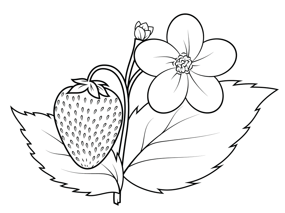 Strawberry Plant Coloring Page Md Coloring Page — Free Printable — free printable coloring page