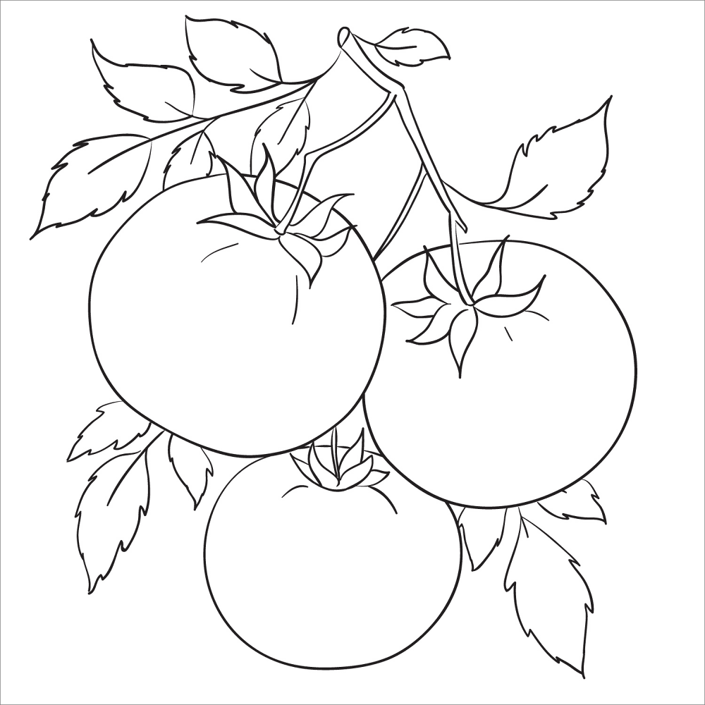 Tomato Coloring Page Md Coloring Page — Free Printable — free printable coloring page