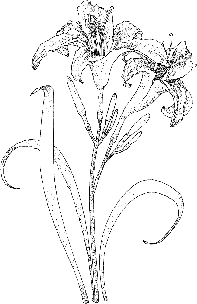 Lily 4 Coloring Page Md Coloring Page — Free Printable — free printable coloring page