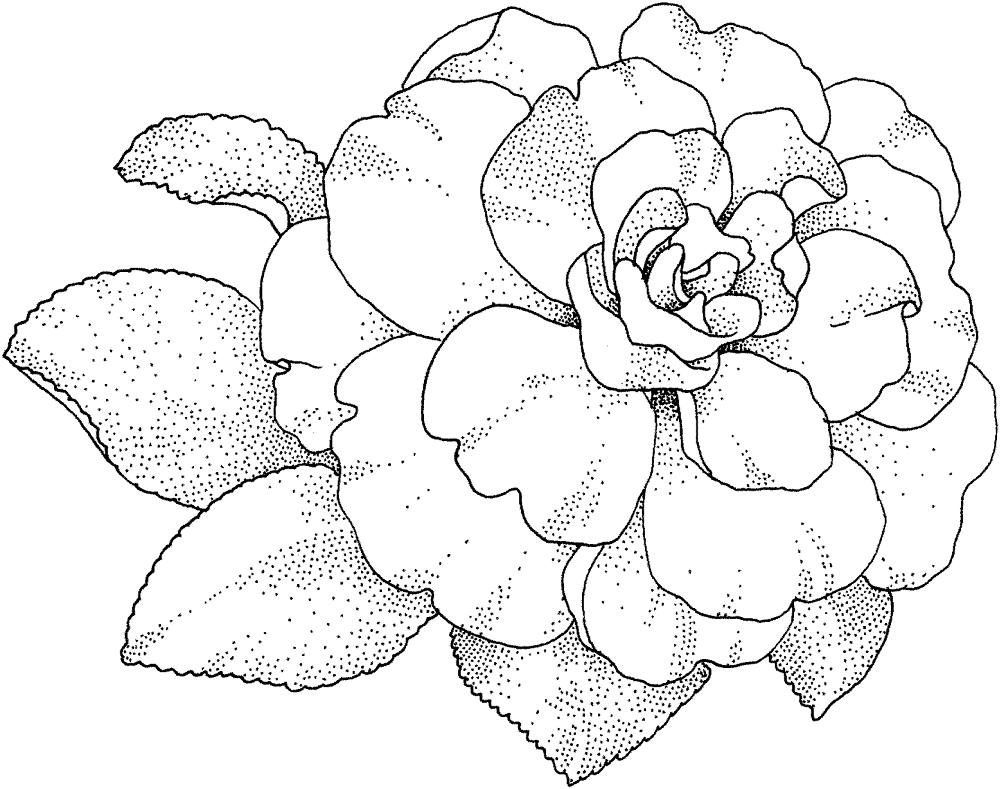 Camellia Blossom Coloring Page Md Coloring Page — Free Printable — free printable coloring page