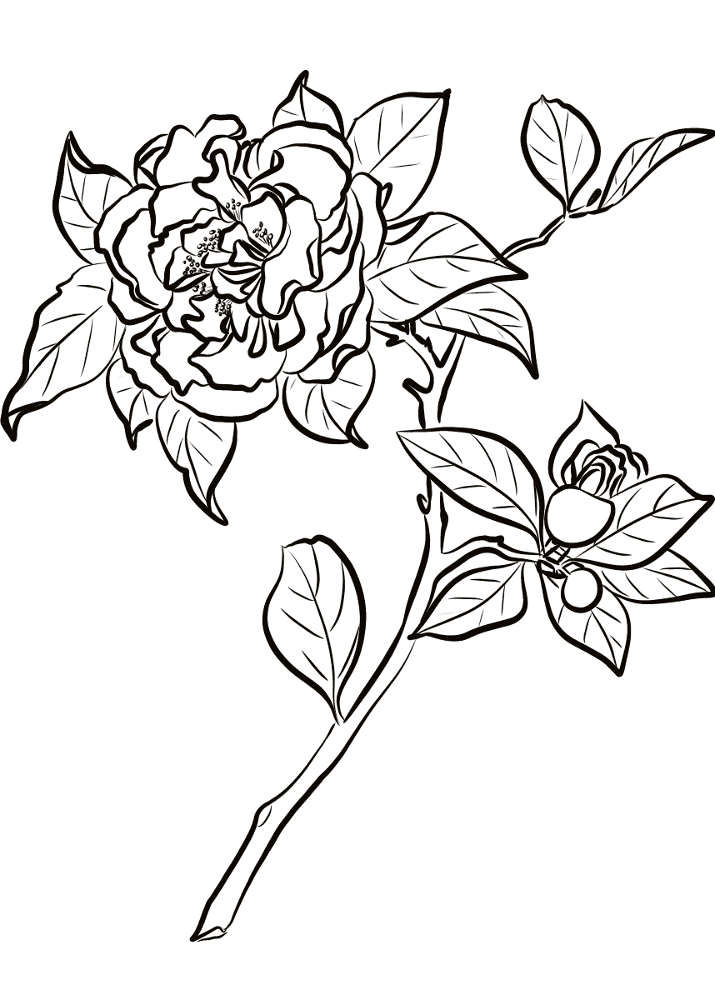 Japanese Camellia Coloring Page Md Coloring Page — Free Printable — free printable coloring page