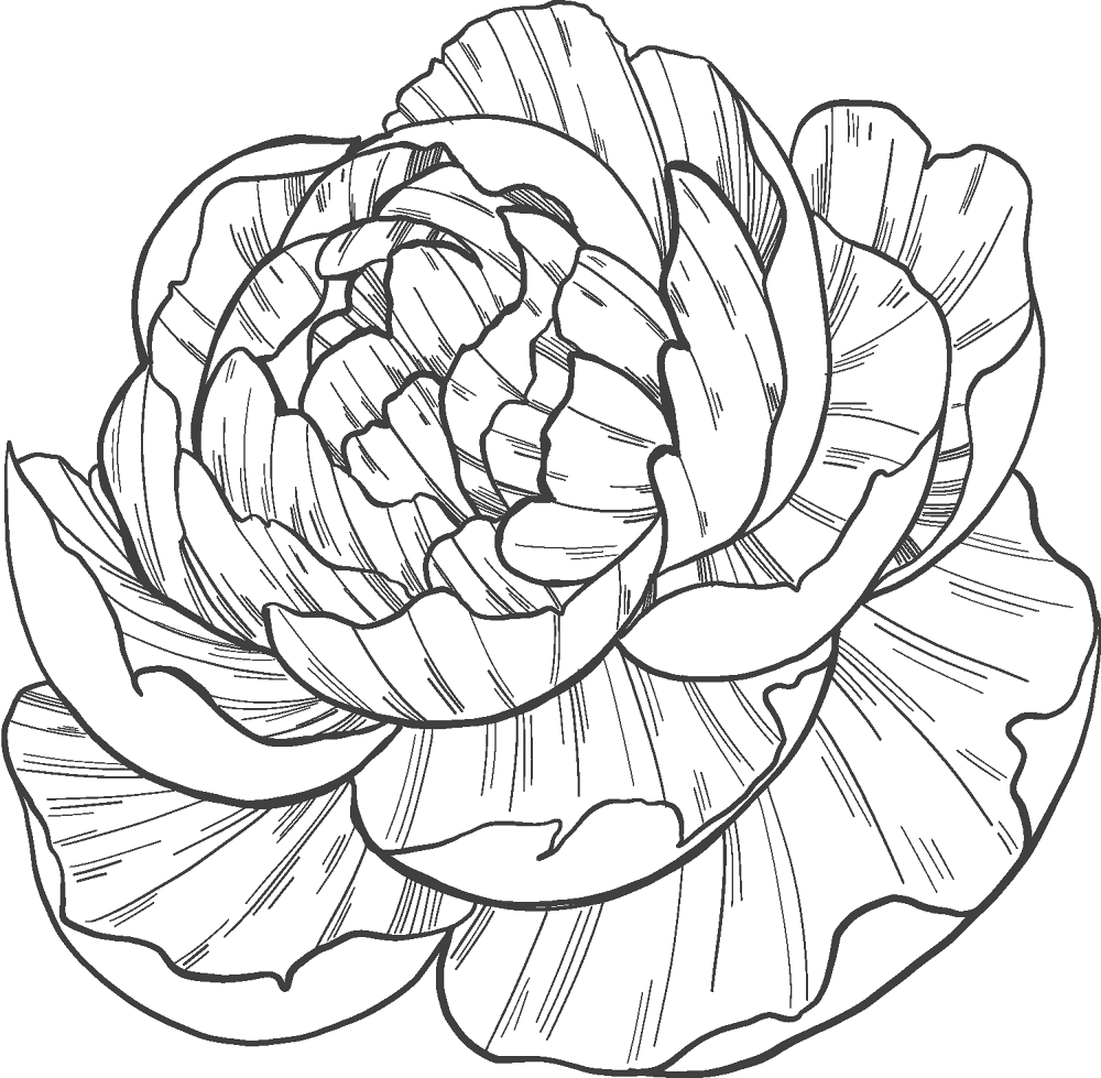 Peony 3 Coloring Page Md Coloring Page — Free Printable — free printable coloring page