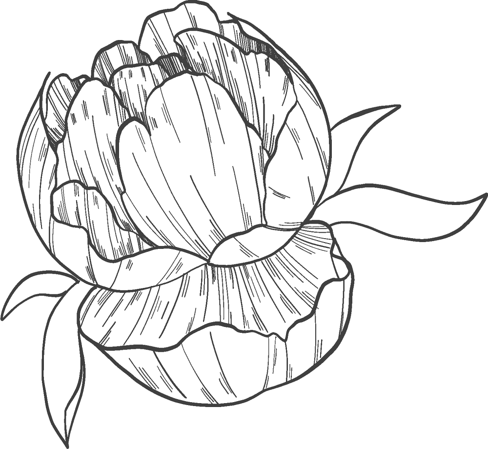 Peony 4 Coloring Page Md Coloring Page — Free Printable — free printable coloring page