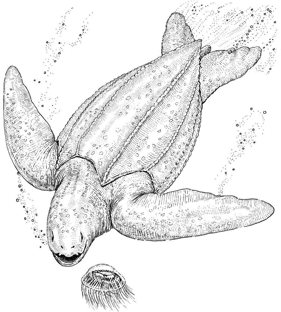 Leatherback Sea Turtle Coloring Page Md Coloring Page — Free Printable — free printable coloring page