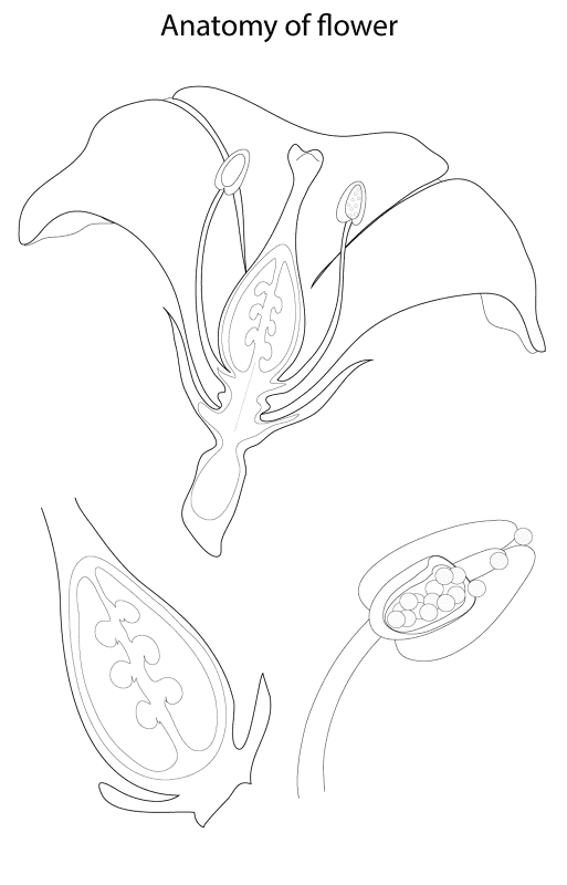 Anatomy Of Flower Coloring Pages Md Coloring Page — Free Printable — free printable coloring page