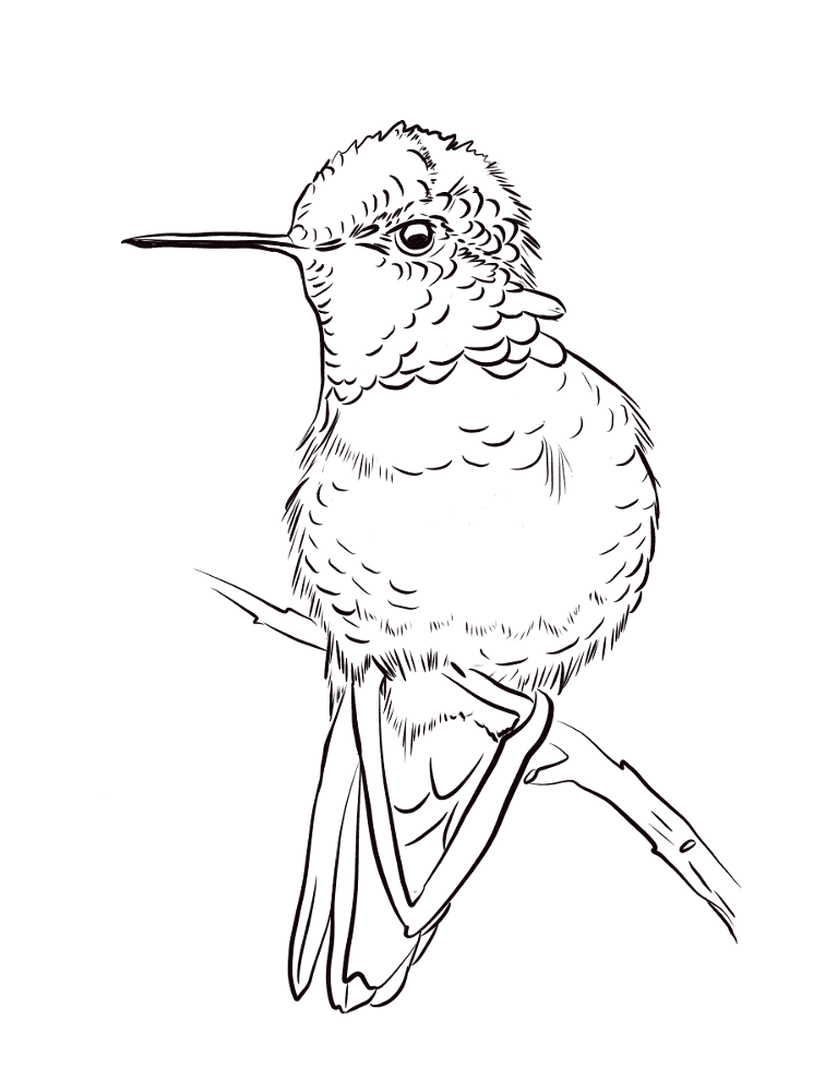 Annas Hummingbird Coloring Page Md Coloring Page — Free Printable — free printable coloring page