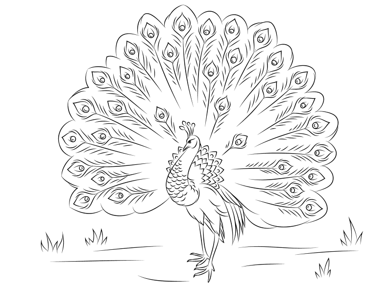 Beatufil Peacock Coloring Pages Md Coloring Page — Free Printable — free printable coloring page