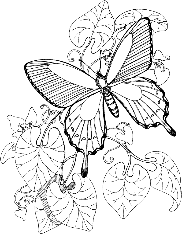 Butterfly Is Flying On The Garden Coloring Page Md Coloring Page — Free Printable — free printable coloring page
