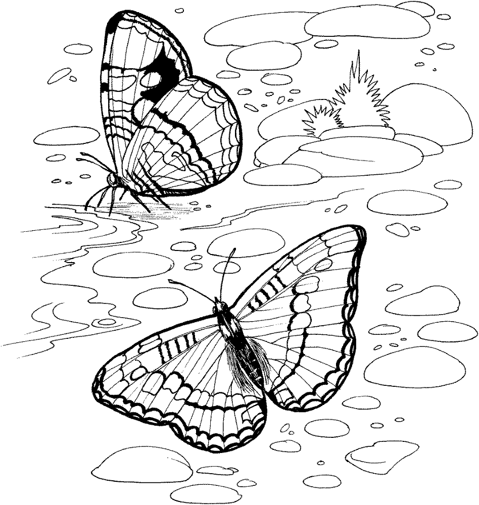 Butterfly On A River Coloring Page Md Coloring Page — Free Printable — free printable coloring page