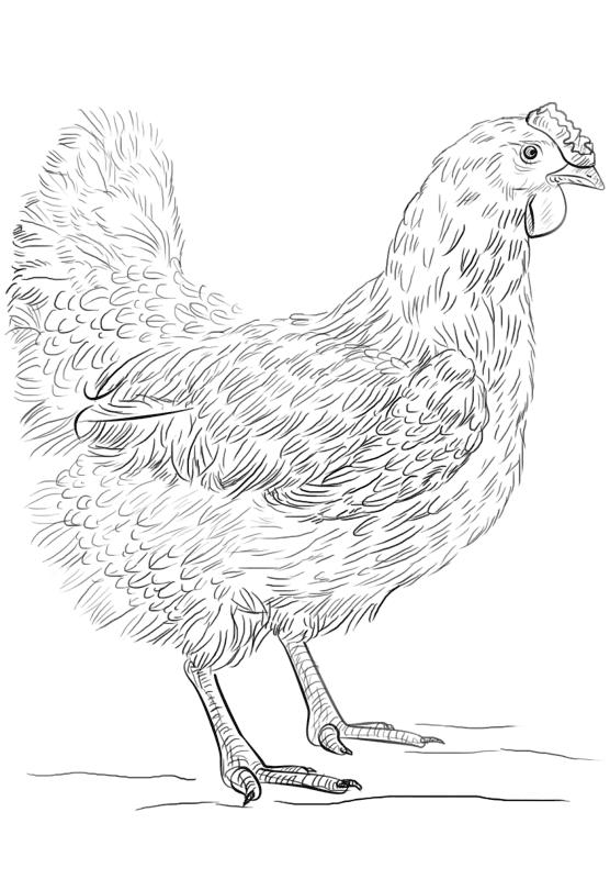 Chicken Coloring Page Md Coloring Page — Free Printable — free printable coloring page