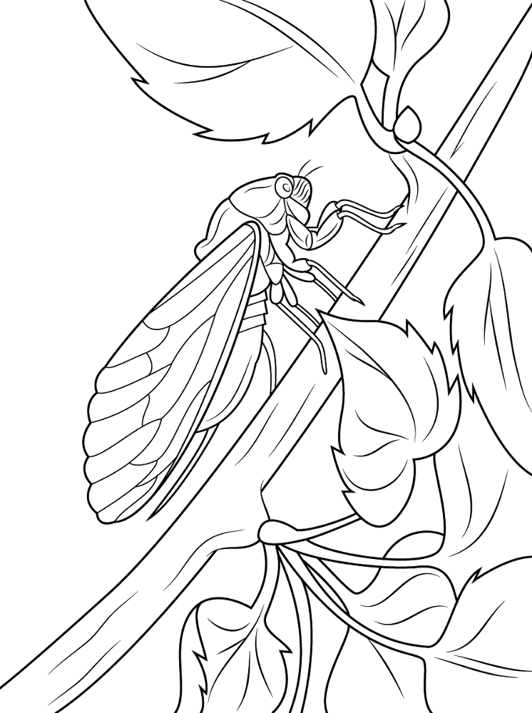 Cicada Coloring Pages Md Coloring Page — Free Printable — free printable coloring page