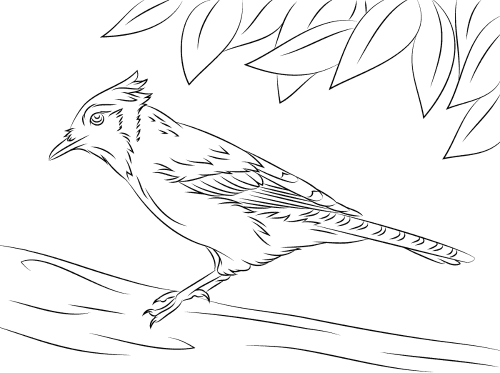 Cute Blue Jay Coloring Page Md Coloring Page — Free Printable — free printable coloring page