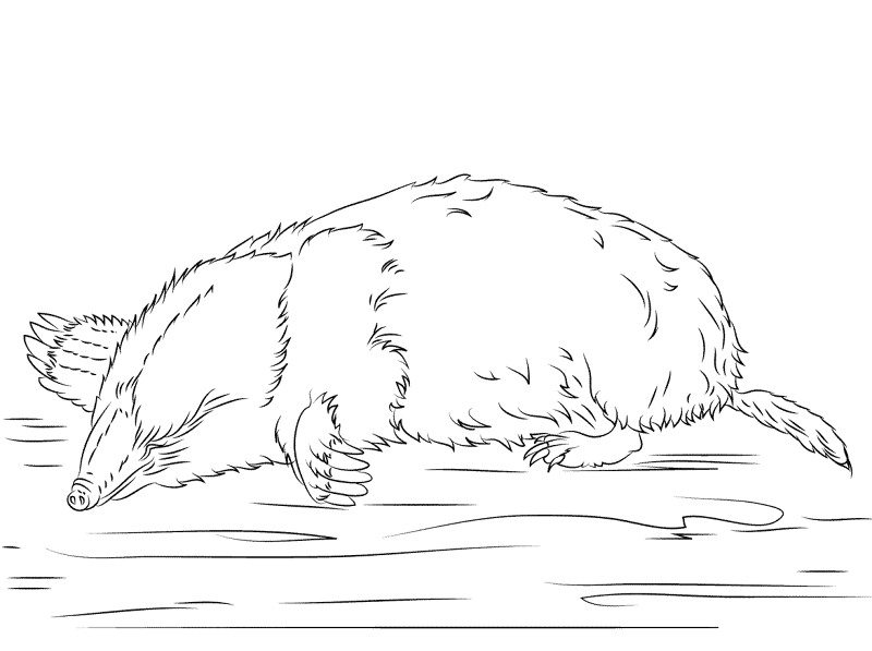 Cute Mole Coloring Pages Md Coloring Page — Free Printable — free printable coloring page